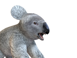 koala rigged animal Model 3D