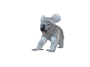 koala rigged animal Model 3D