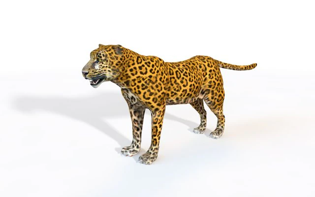 leopard rigged animal 3D Model .c4d .max .obj .3ds .fbx .stl .blend