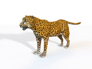 leopard rigged animal 3D Model