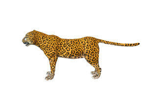 leopard rigged animal Modèle 3D