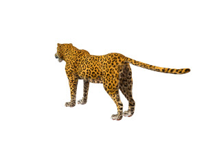 leopard rigged animal Modèle 3D