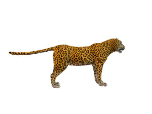 leopard rigged animal Modèle 3D