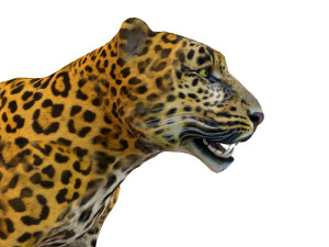 leopard rigged animal Modèle 3D