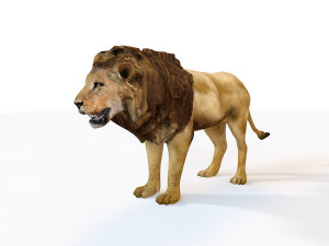 lion rigged animal 3D Model