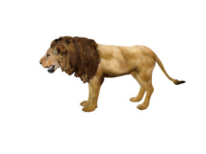 lion rigged animal 3D Model
