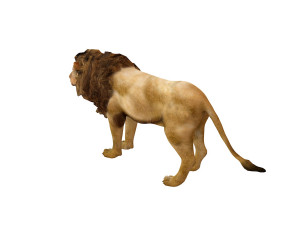 lion rigged animal 3D Model