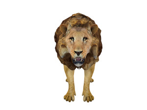 lion rigged animal 3D Model