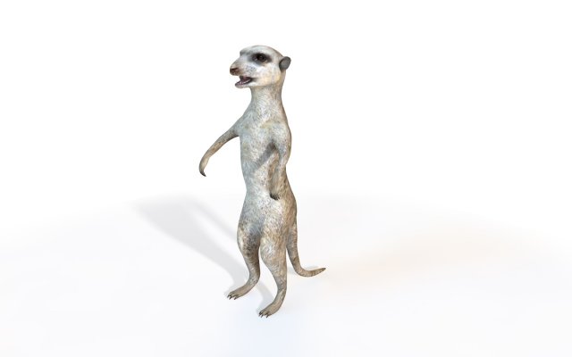 meerkat rigged animal Modelo 3D .c4d .max .obj .3ds .fbx .stl .blend 