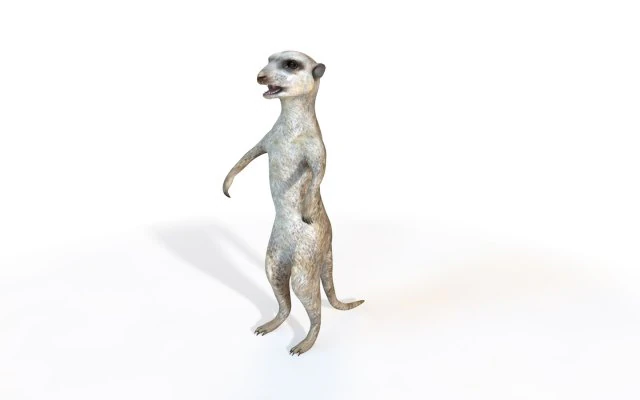 meerkat rigged animal 3D Model .c4d .max .obj .3ds .fbx .stl .blend