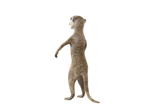meerkat rigged animal Modelo 3D