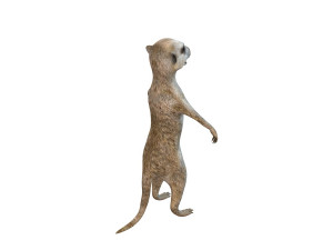 meerkat rigged animal Modelo 3D