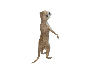 meerkat rigged animal 3D Model