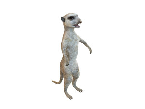meerkat rigged animal Modelo 3D
