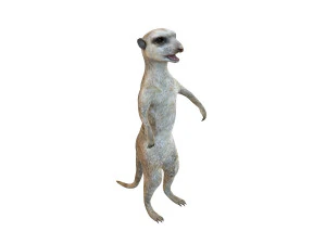 meerkat rigged animal 3D Model