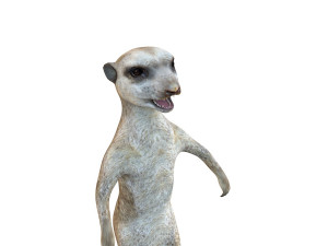 meerkat rigged animal Modelo 3D