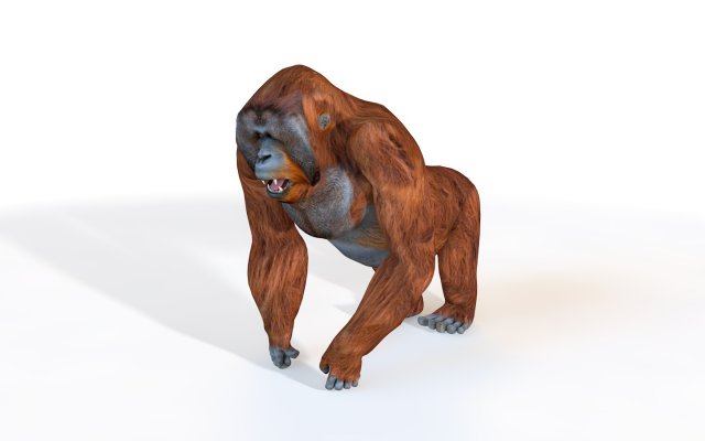 orangutan rigged animal 3D Model .c4d .max .obj .3ds .fbx .stl .blend 