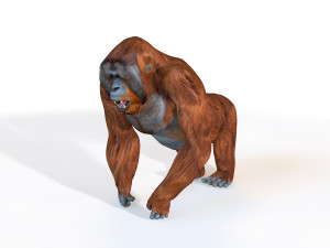 orangutan rigged animal 3D Model
