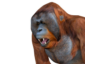 orangutan rigged animal 3D Model