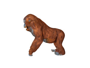 orangutan rigged animal 3D Model
