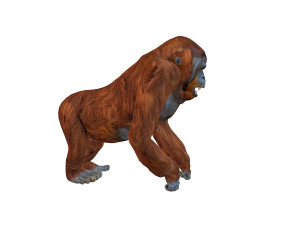 orangutan rigged animal 3D Model