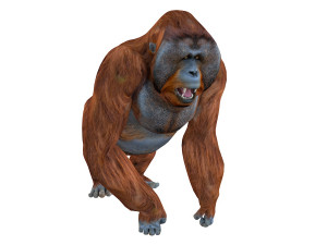 orangutan rigged animal 3D Model