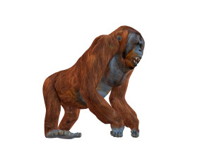 orangutan rigged animal 3D Model