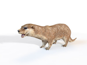 otter rigged animal 3D Model