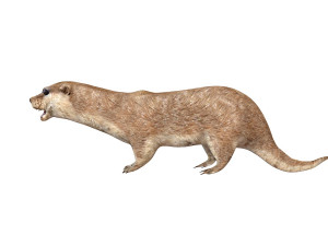 otter rigged animal Modèle 3D