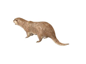 animale truccato da lontra Modello 3D