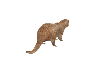 animale truccato da lontra Modello 3D