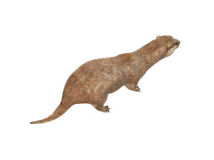 otter rigged animal Modèle 3D