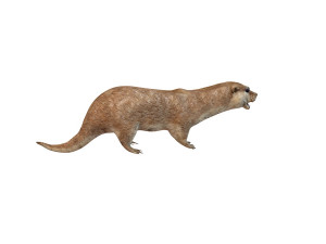 otter rigged animal Modèle 3D