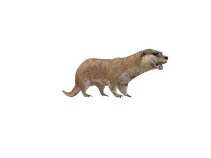 otter rigged animal Modèle 3D