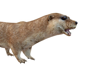 otter rigged animal Modèle 3D