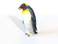 Penguin Rigged Animal 3D 모델