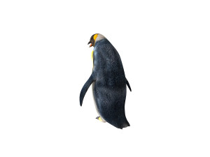 Penguin rigged animal 3D Model