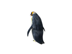Penguin rigged animal 3D Model
