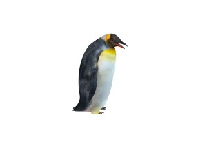 Penguin rigged animal 3D Model