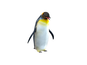 Penguin rigged animal 3D Model