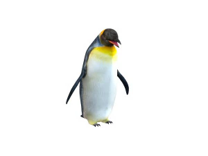 Penguin rigged animal 3D Model