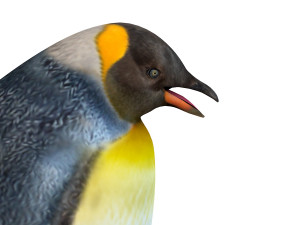 Penguin rigged animal 3D Model