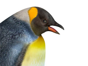 Penguin rigged animal 3D Model