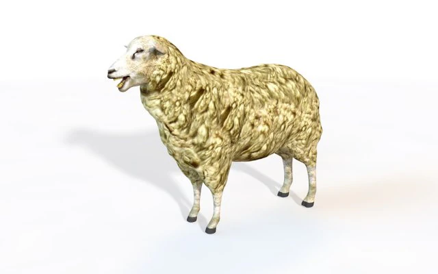 sheep rigged animal 3D Model .c4d .max .obj .3ds .fbx .stl .blend 