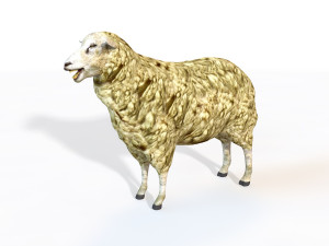 sheep rigged animal 3D Model