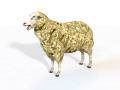 Sheep Rigged Animal 3D Model