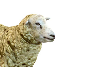 sheep rigged animal 3D Model