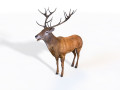 Stag Deer Rigged Animal 3D Model