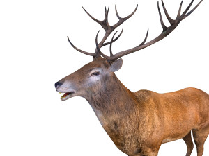 stag deer rigged animal 3D Model