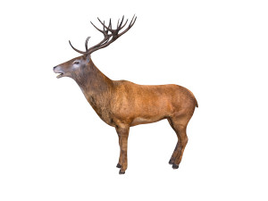 stag deer rigged animal 3D Model